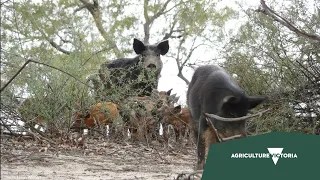 1. Controlling feral pigs on your farm in Victoria