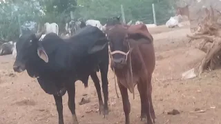 big bull and cow matting video ...........  ( plz subscribe my channel ko)