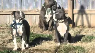 Real American Pit Bull Terriers! (ALL Under 65 lbs) READ DESCRIPTION FIRST!!