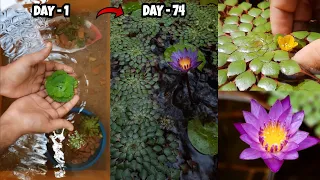 Fish Pond | DIY simple guppy fish pond make over with aquatic plants | How to make fish pond at home