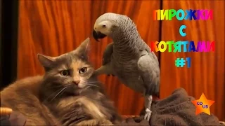 ТОП ПРИКОЛЫ С КОТАМИ  Лучшие подборки coub  Top cats  Пирожки с котятами #1  Fresh coub