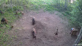 Hello from hogs feeder!