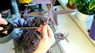 Сеткреазия пурпурная. Пересадка цветов без корней.