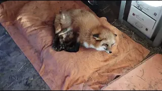 Alice the fox. The best place for a fox.