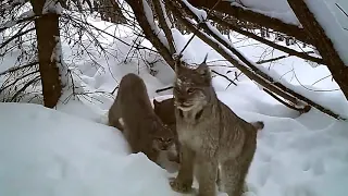 Рысь удачная охота съемка поймала зайца на фотоловушку со звуком зимняя охота рысь в дикой природе