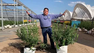 Larger fruiting stems of Atlas blueberry plants under a retractable cooling roof compared to tunnels