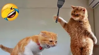 New Funny Animals videos 😂📸 2024 Funniest Cats and dogs part 🤣 38