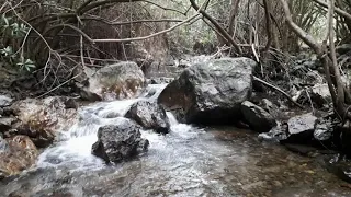 Adelfal del Río Cuadros en el Parque Natural de Sierra Mágina. Bedmar (Jaén)