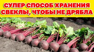 ХРАНЕНИЕ СВЕКЛЫ ВЫБОР "СОСЕДА"