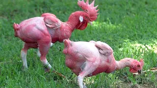 10 Chicken Breeds You Won't Believe Actually Exist