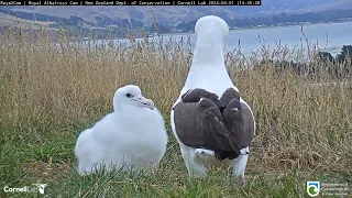 (01.04.2024) Альбатрос. Мама  прилетела  - The albatross. Mom has arrived