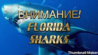 FLORIDA🌴🇺🇸SHARKS🐋🐋PENSACOLA GULF SHORES Правила которые вас спасут от акул