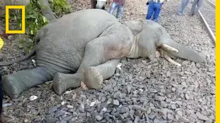 Elephants Hit by Trains in India Poses Challenge for Conservationists | National Geographic