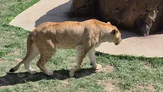 Львица приревновала своего льва) Тайган Lions in Crimean taigan