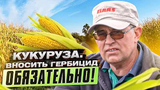 КУКУРУЗА.  Внесение гербицидов после всходов кукурузы. Выращиваем кукурузу шаг за шагом. Ч.2