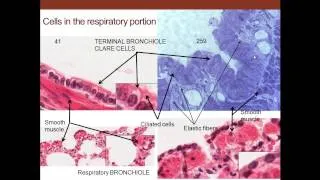 12. Medical School Histology. Respiratory System.