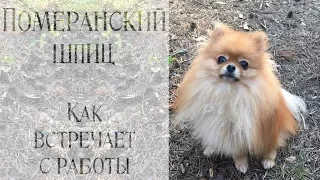 ПОМЕРАНСКИЙ ШПИЦ | Выгул, кормление, игры | Шпиц просит поиграть