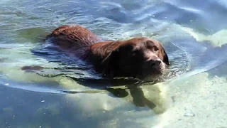 Женщина КРИЧАЛА что не войдет в воду, где купается собака!