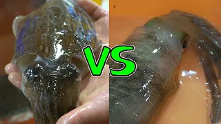 Seoul Cuttlefish VS Jeju Cuttlefish - Korean Fish Market Highlights #4