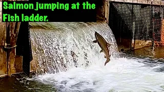 Bowmanville  salmon run | underwater footage