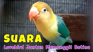 Suara Lovebird Jantan Memanggil Lovebird Betina Buat Pancingan Lb Betina Birahi