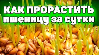 Лучший способ как быстро прорастить пшеницу для еды всего за сутки (до 24 часов)