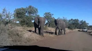 When Elephants Attack!