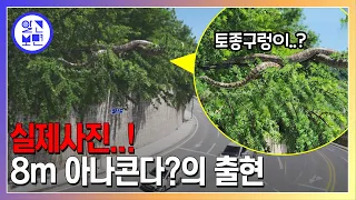 강원도 도심에 나타난 8m 영물의 정체는?