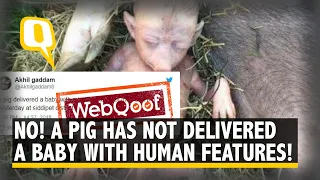 The Viral ‘Pig-Human Hybrid Baby’ is an Italian Artist’s Creation | The Quint