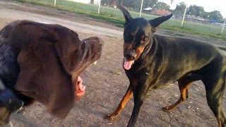 Doberman vs German Shorthaired Pointer Play Time Is Over