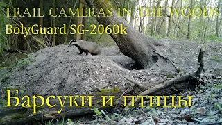 Барсуки и птицы (Trail Camera BOLYGUARD SG-2060k)