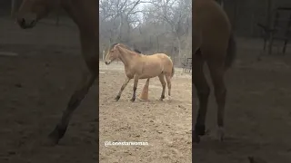 Moondancer Using a cone to scratch an itch. #mustang #horse #funny #itchy