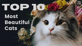 Top 10 Most Beautiful and Prettiest Cats!