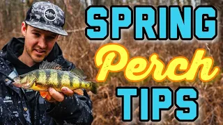 Non-stop Perch! Spring Perch shore fishing tips