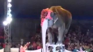Смотреть до конца!Слон упал почти на людей!Цирк Дива в Могилеве