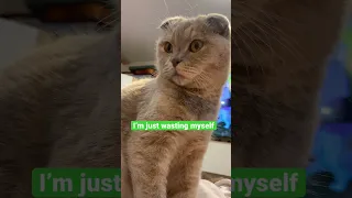 Russian hit - Darling. Niletto. Kitten reaction. Любимка - Нилетто