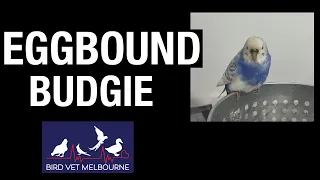 Eggbound budgeriagar at Bird Vet Melbourne