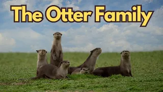 Welcome Little Otters