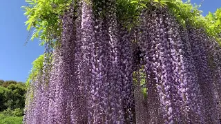 Wisteria Tree in Kazo City 💜