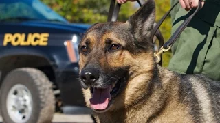 Anal Probes Run Amok: Drug-Sniffing Dogs Must Be Stopped.