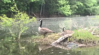 By Foot to Little Goose Island