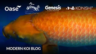 Modern Koi Blog #6043 - Die neuen Konishi hat sich Uwe gegönnt