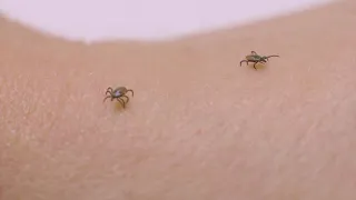 Ticks & Lyme Disease: What to know in 2024
