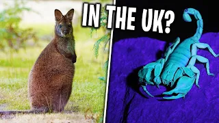 5 Animals That Should NOT Be In The UK