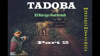 Close Encounter: K2 Male Tiger's Impressive Jump in Tadoba Andhari's Madnapur Buffer Zone Part 2.