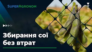 ЗБИРАННЯ СОЇ без втрат: основні правила / СуперАгроном