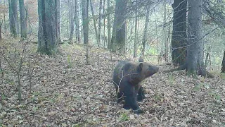 МЕДВЕДЬ смотрит на камеру