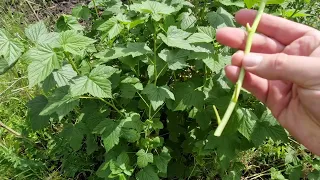 Размножение смородины зелеными черенками