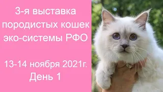 3-я выставка кошек РФО 13-14 ноября 2021г