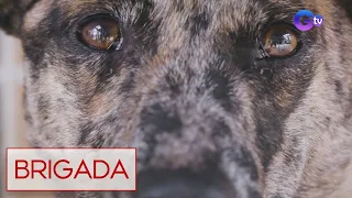 Philippine forest dog, isinusulong bilang kauna-unahang dog breed mula sa Pilipinas! | Brigada